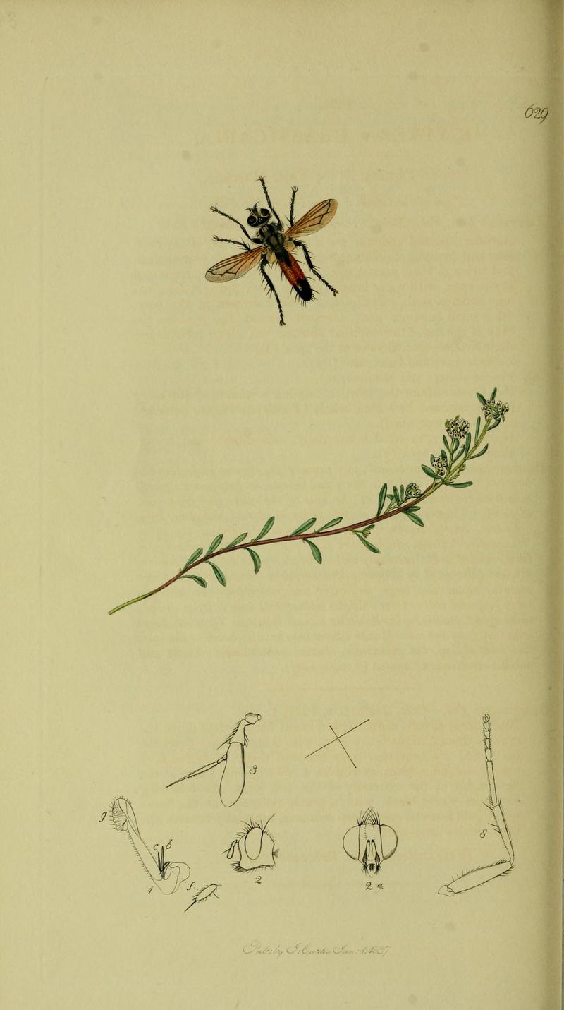 Britishentomologyvolume8Plate629