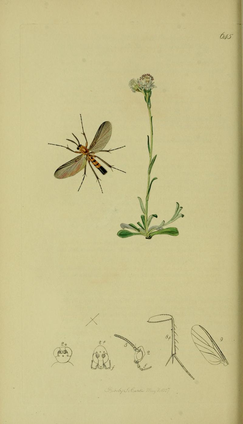 Britishentomologyvolume8Plate645