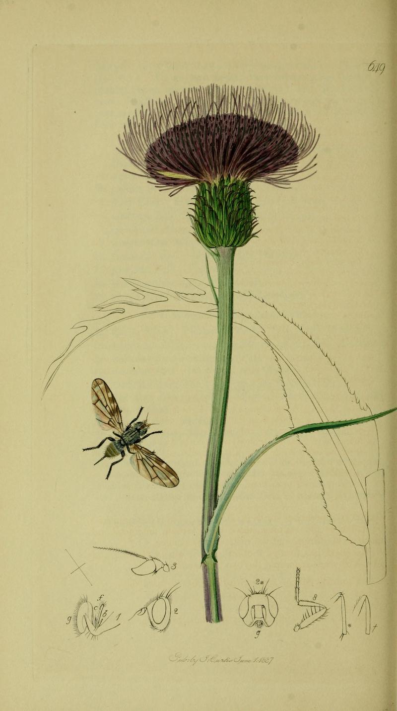 Britishentomologyvolume8Plate649