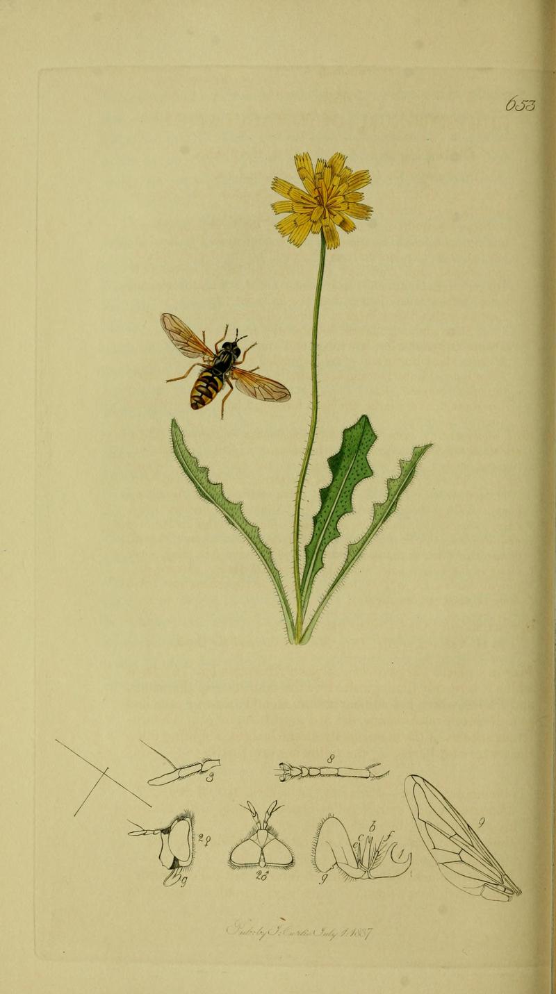 Britishentomologyvolume8Plate653