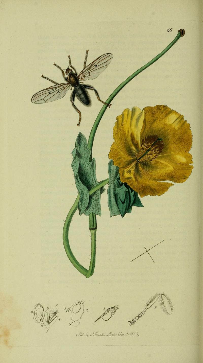 Britishentomologyvolume8Plate66