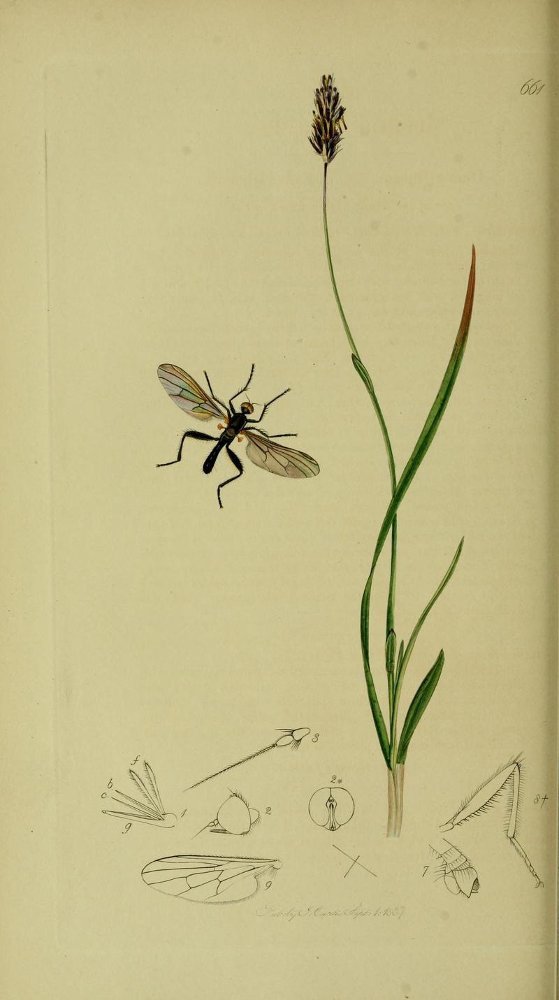 Britishentomologyvolume8Plate661