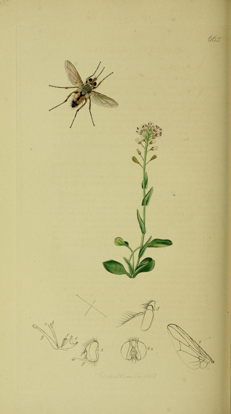 John Curtis British Entomology 18241840 Folio 665Stomoxys siberita Prosena siberita The plant is
