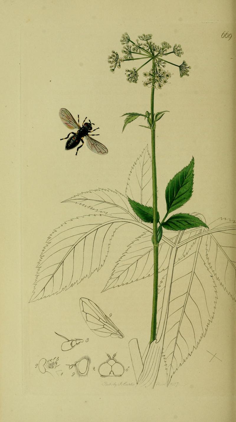 Britishentomologyvolume8Plate669