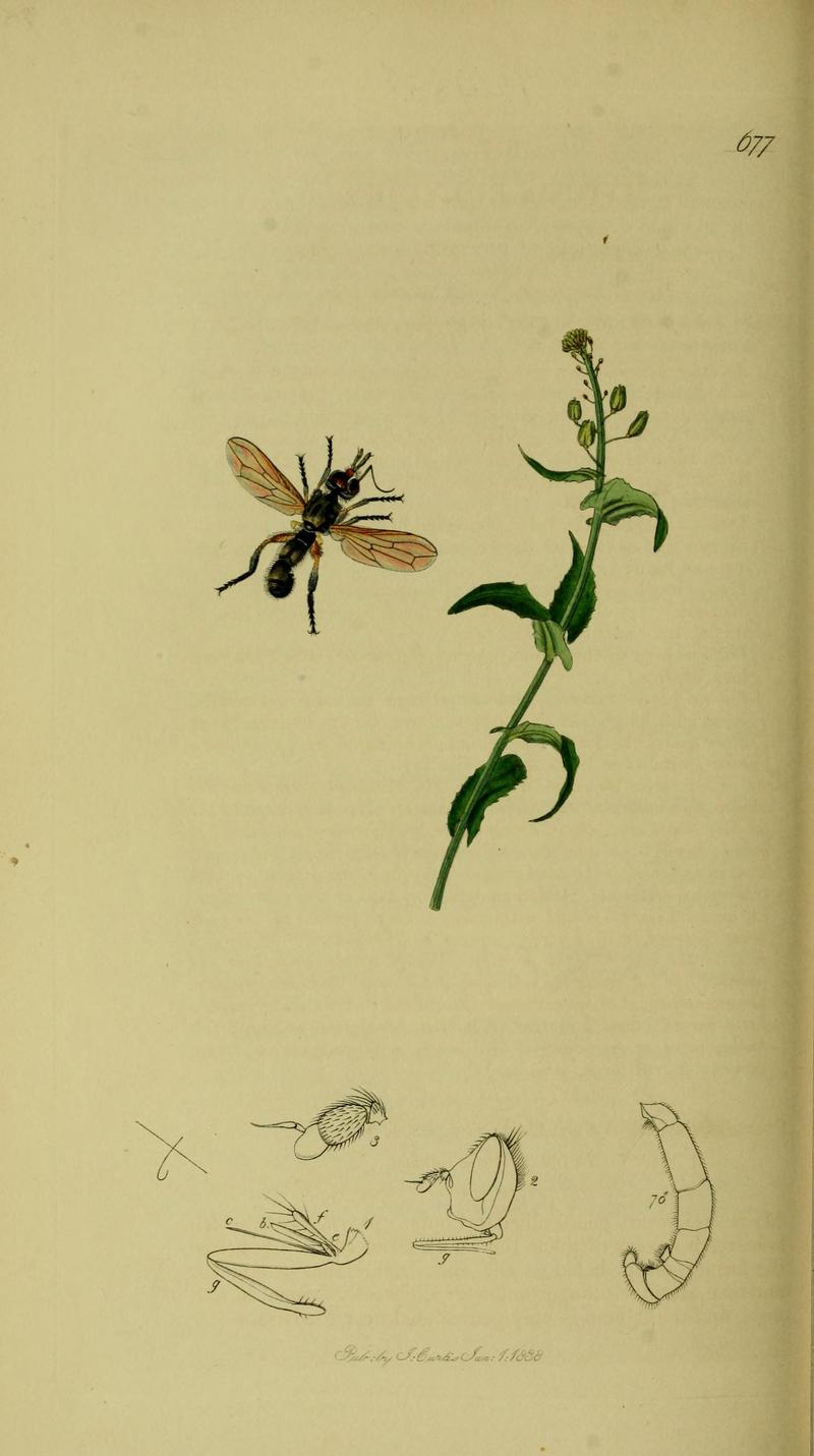 Britishentomologyvolume8Plate677