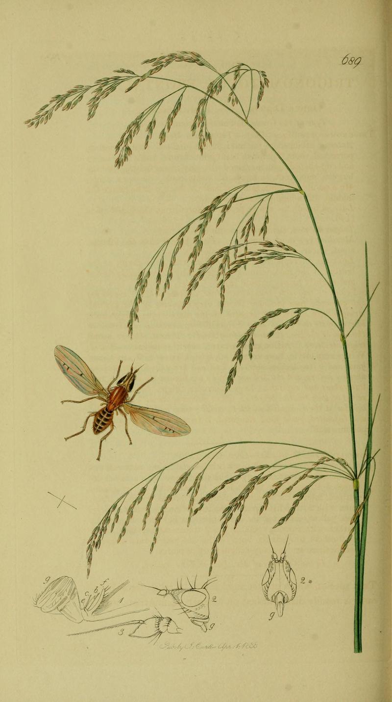 Britishentomologyvolume8Plate689