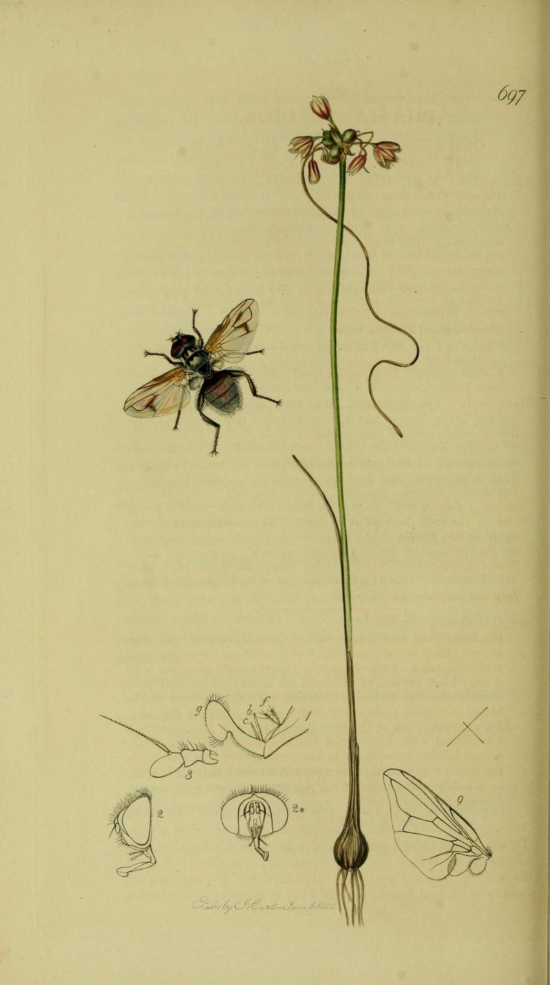 Britishentomologyvolume8Plate697
