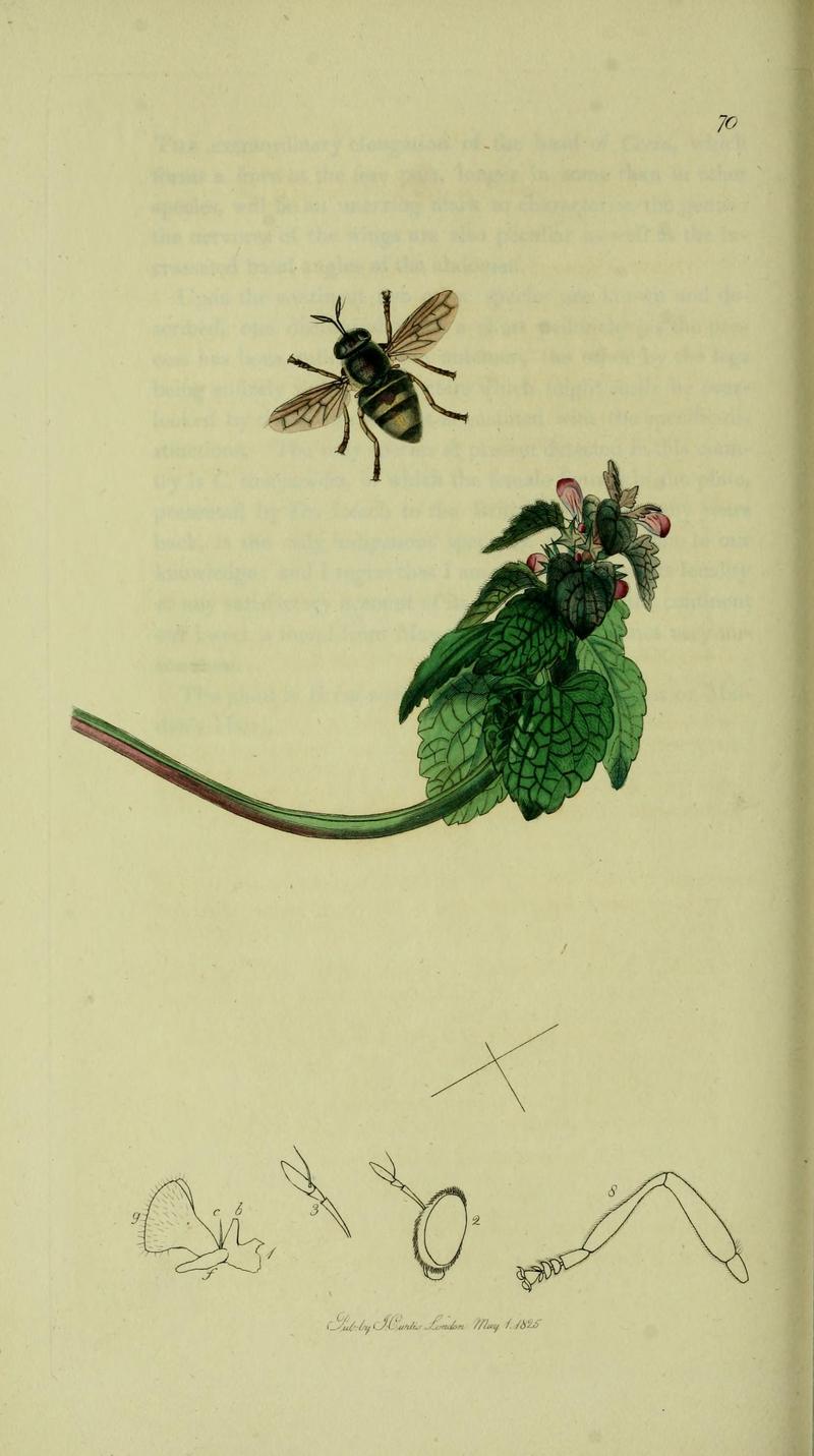 Britishentomologyvolume8Plate70