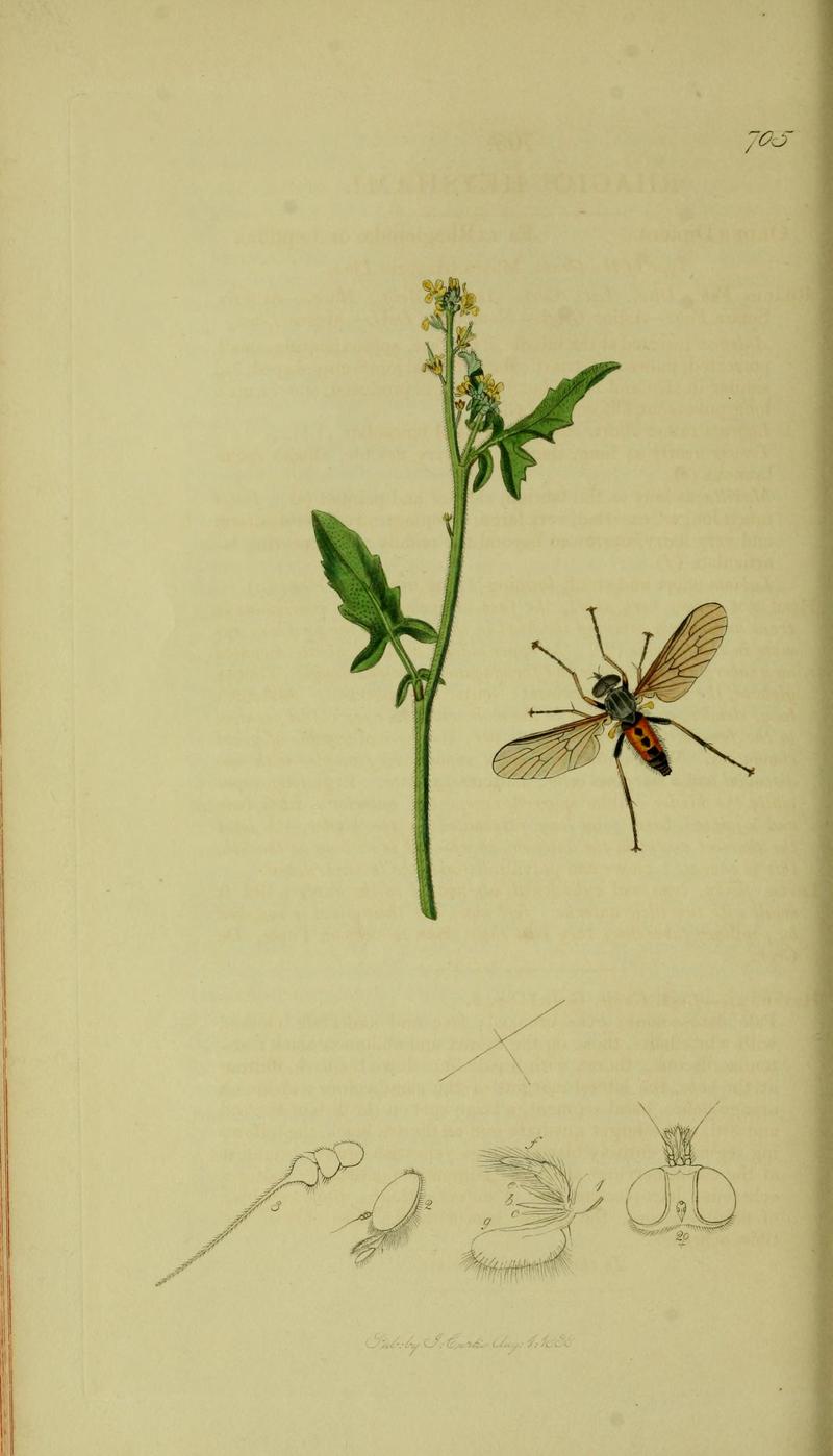 Britishentomologyvolume8Plate705