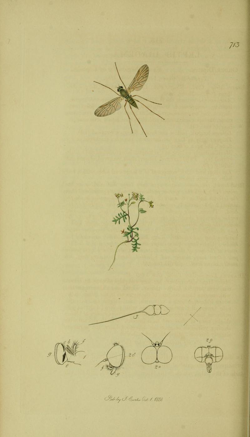 Britishentomologyvolume8Plate713