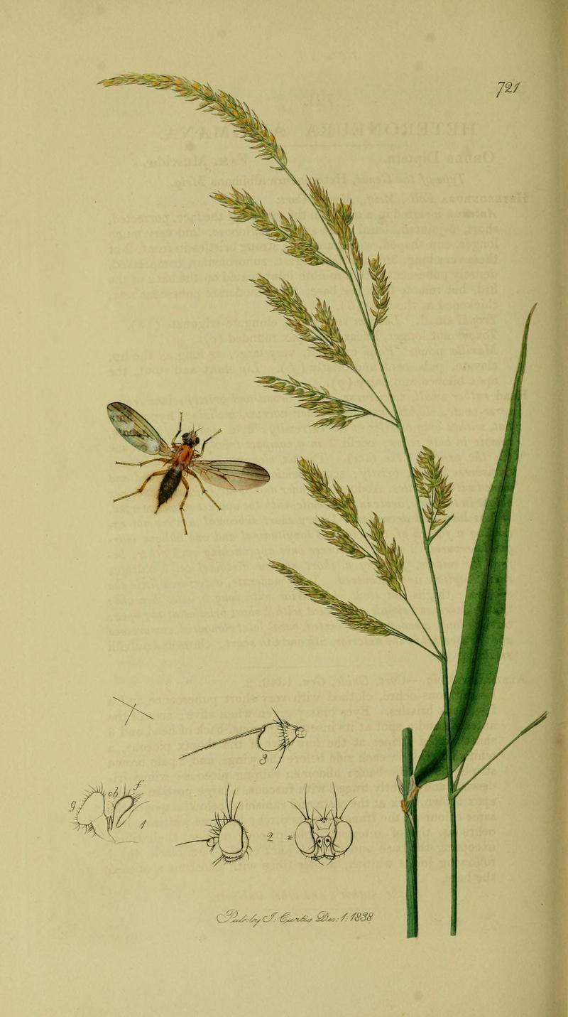 Britishentomologyvolume8Plate721