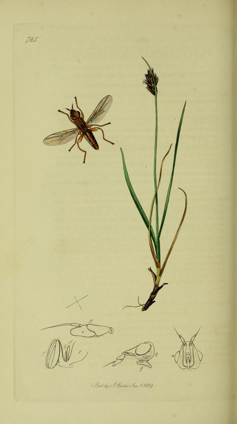 Britishentomologyvolume8Plate725