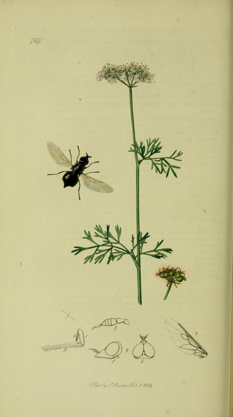 John Curtis British Entomology 18241840 Folio 729 Diptera Nemotelus nigrinus The plant is Coriandrum sativum Coriander