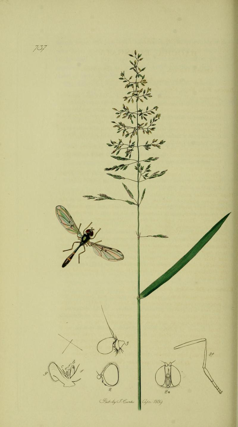 John Curtis British Entomology 18241840 Folio 737 Diptera B accha elongata The plant is Agrostis tenuis Common Bentgrass