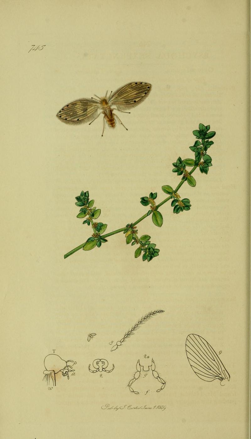 Britishentomologyvolume8Plate745