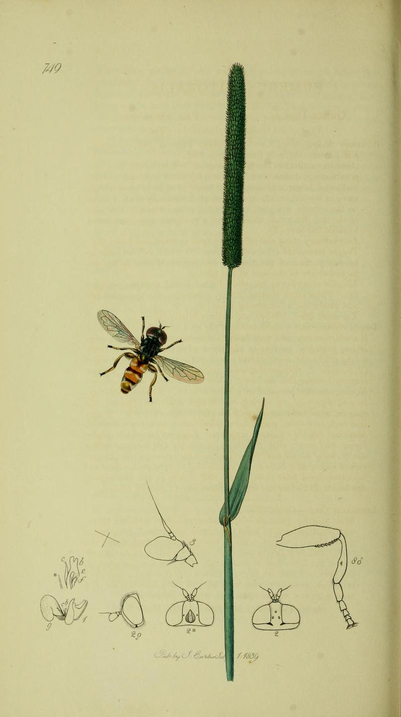 Britishentomologyvolume8Plate749