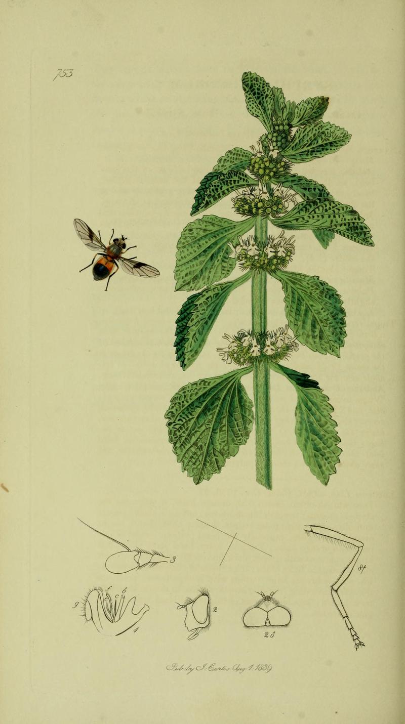 John Curtis British Entomology 18241840 Folio 753 Diptera Syrphus lucorum The plant is Marrubium vulgare White Horehound