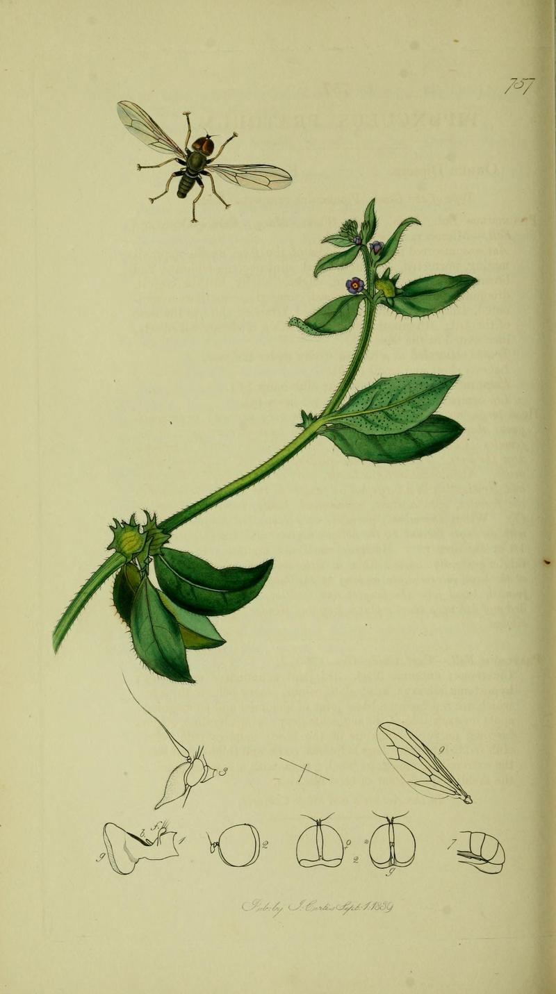 Britishentomologyvolume8Plate757