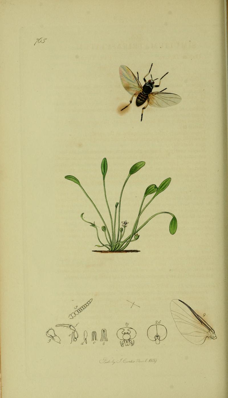 Britishentomologyvolume8Plate765