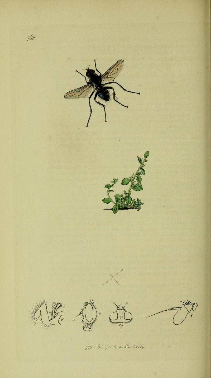 Britishentomologyvolume8Plate768
