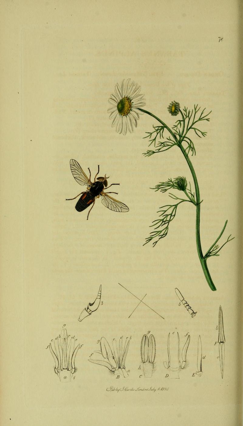 Britishentomologyvolume8Plate78