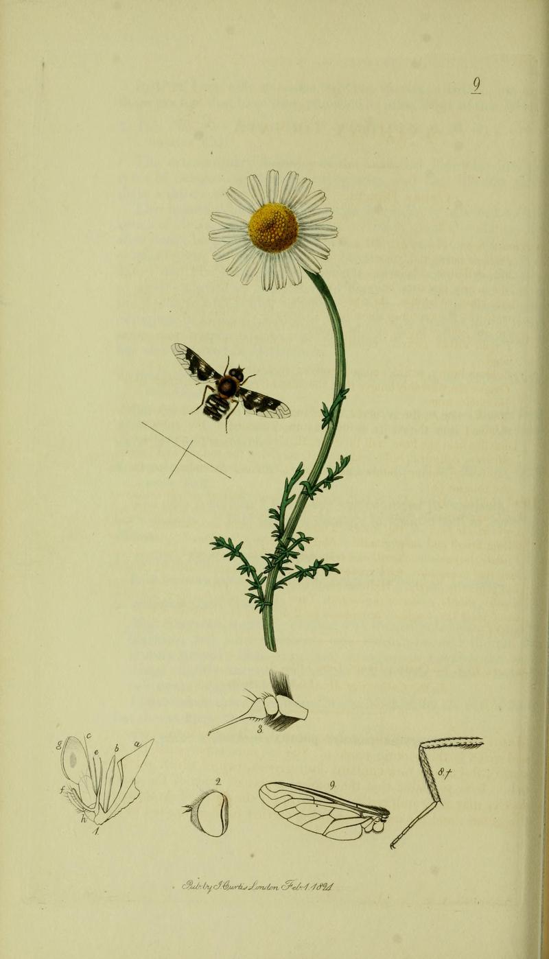 Britishentomologyvolume8Plate9
