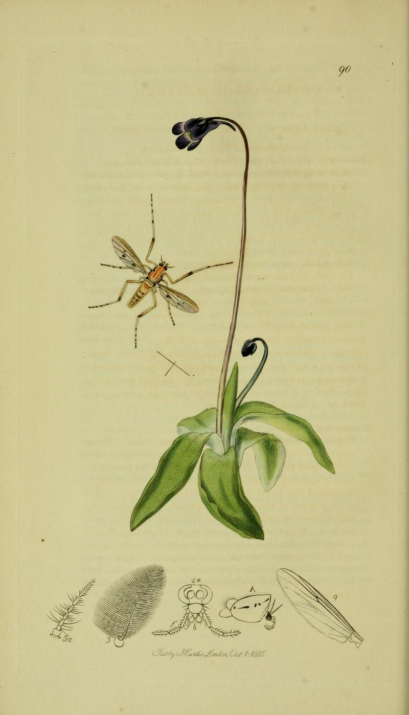 Britishentomologyvolume8Plate90