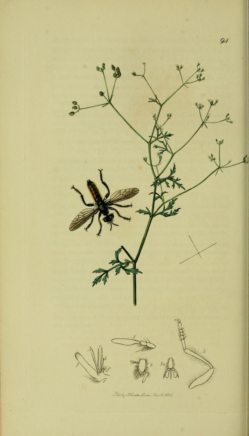 Britishentomologyvolume8Plate94