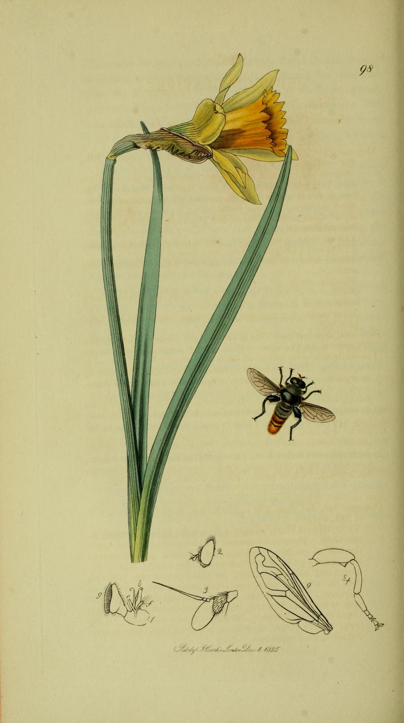 Britishentomologyvolume8Plate98