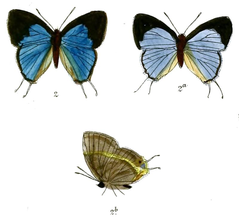 BritomartisCleoboides 722 2 Fitch