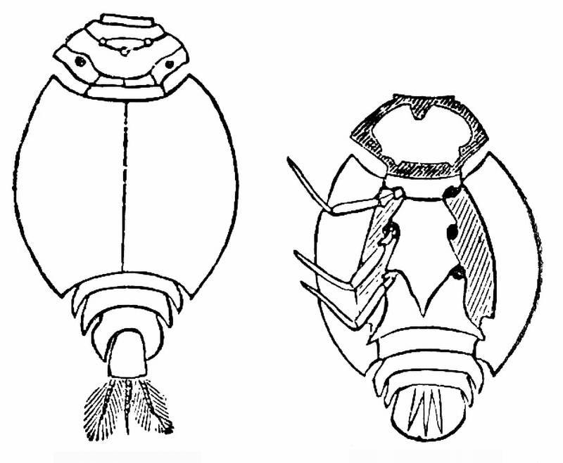 Brockhaus-Efron Prosopistoma foliaceum