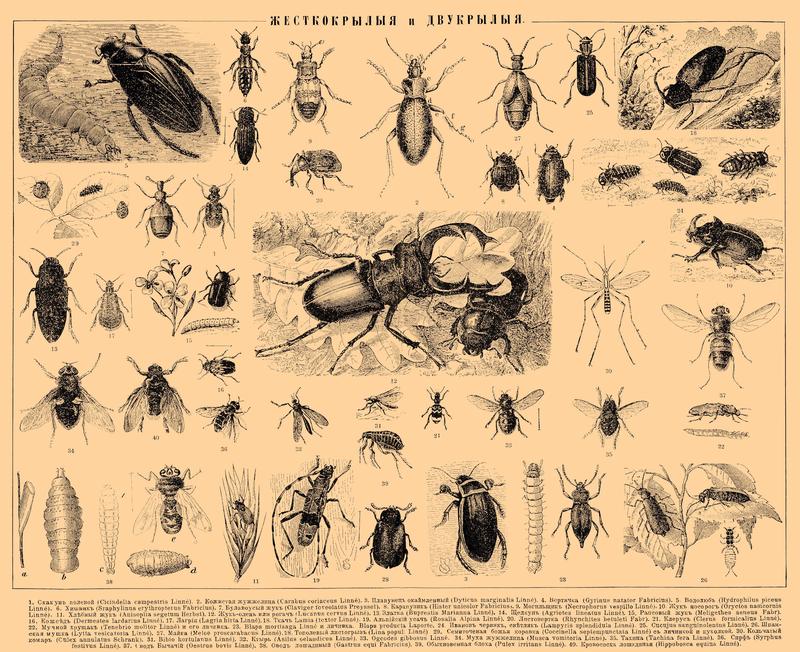 Brockhaus and Efron Encyclopedic Dictionary b22 898-0