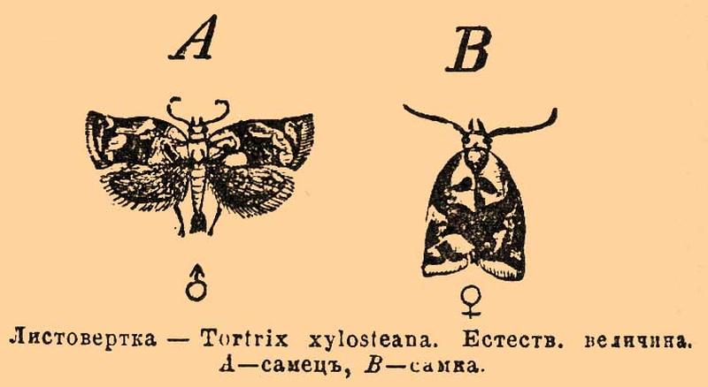 Brockhaus and Efron Encyclopedic Dictionary b34 746-0