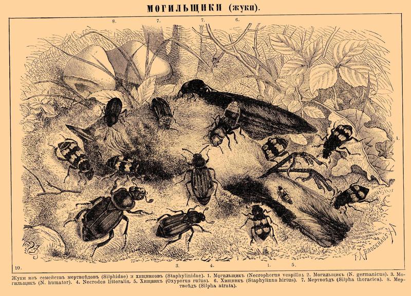 Brockhaus and Efron Encyclopedic Dictionary b38 580-0