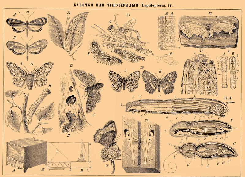 Brockhaus and Efron Encyclopedic Dictionary b4 610-4