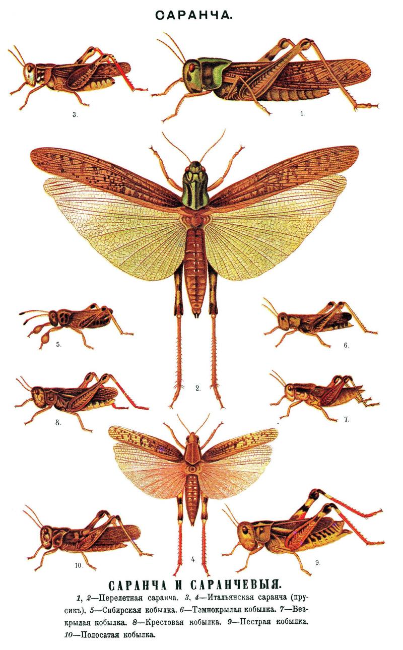 Brockhaus and Efron Encyclopedic Dictionary b56 402-0