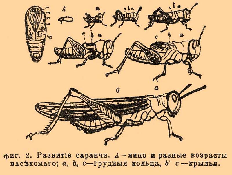 Brockhaus and Efron Encyclopedic Dictionary b56 403-2