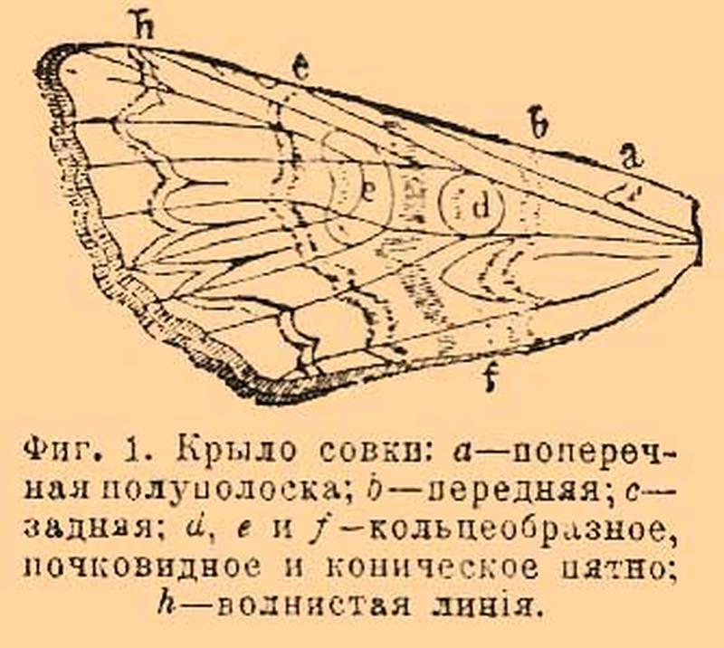 Brockhaus and Efron Encyclopedic Dictionary b60 672-1