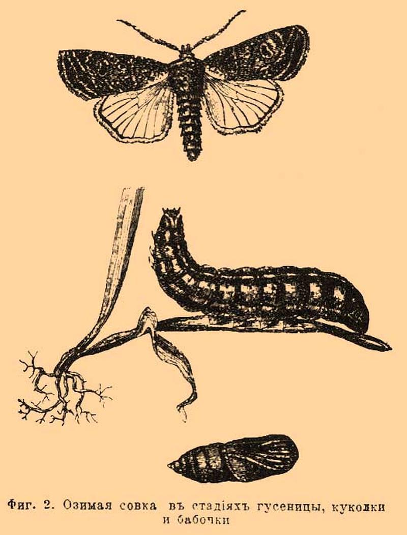 Brockhaus and Efron Encyclopedic Dictionary b60 672-2