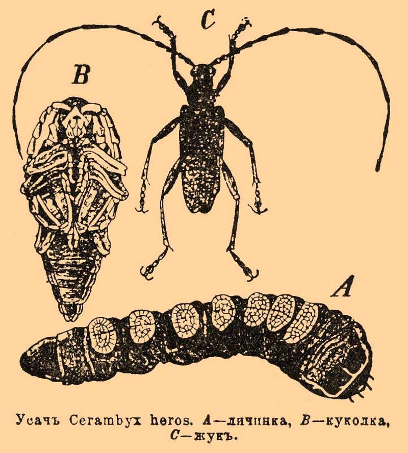 Brockhaus and Efron Encyclopedic Dictionary b68 948-0
