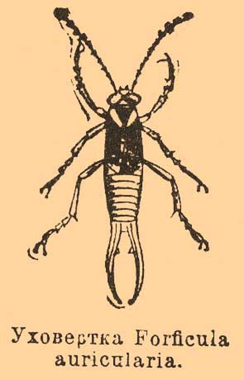 Brockhaus and Efron Encyclopedic Dictionary b69 099-1