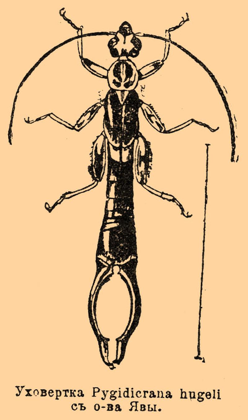 Brockhaus and Efron Encyclopedic Dictionary b69 099-2