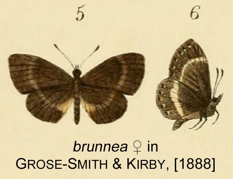 Brunnea inGSK1888