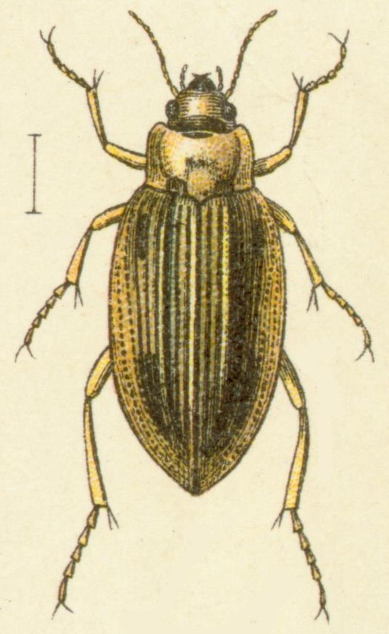 Brychius elevatus