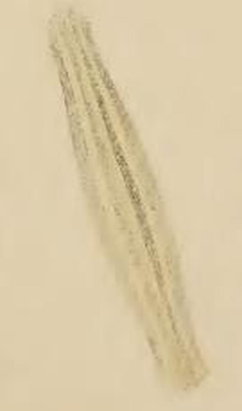 Bucculatrix bechsteinella cocoon