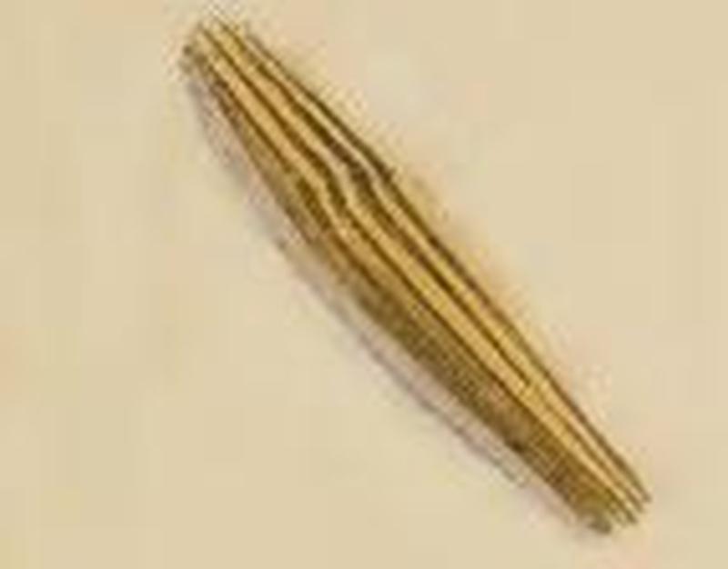 Bucculatrix frangutella cocoon