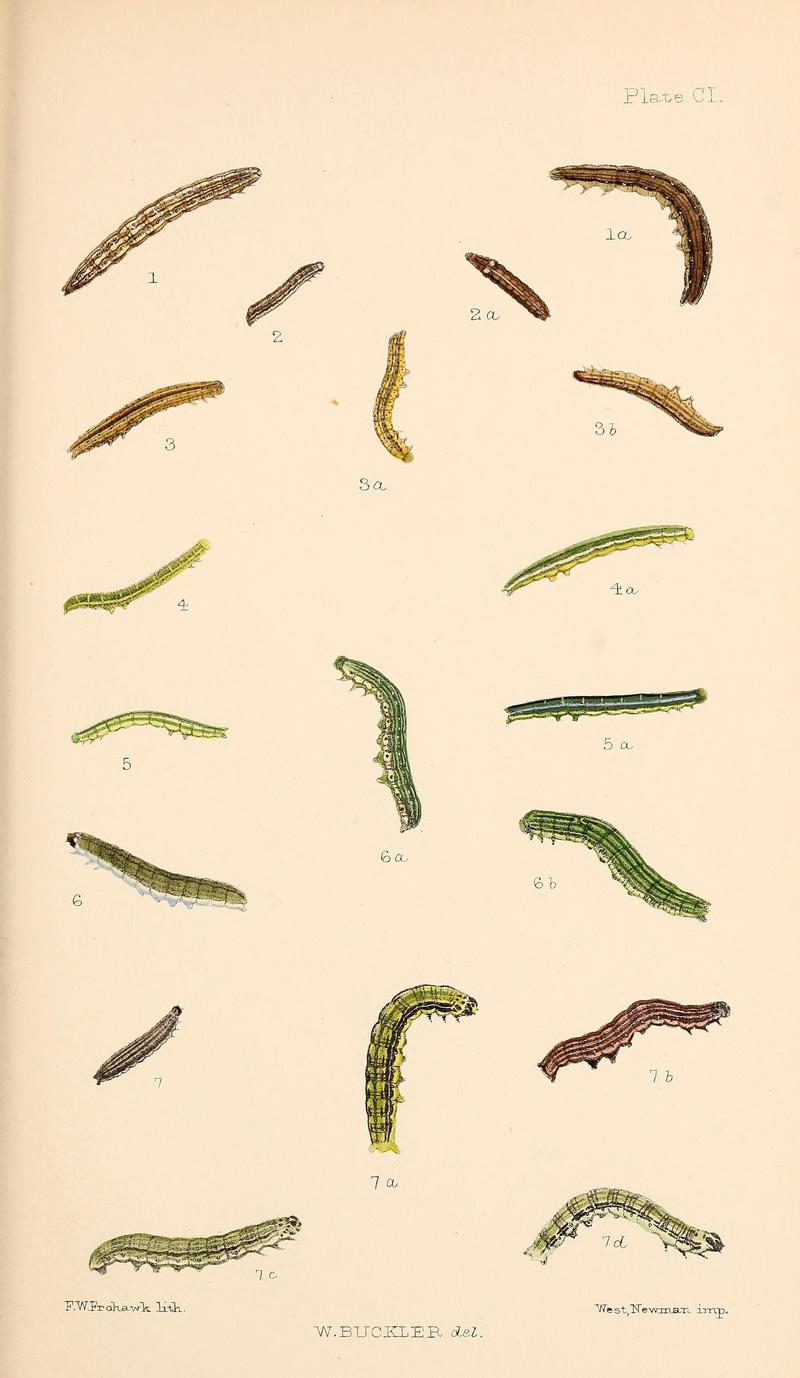 Buckler W The larvæ of the British butterflies and moths PlateCI