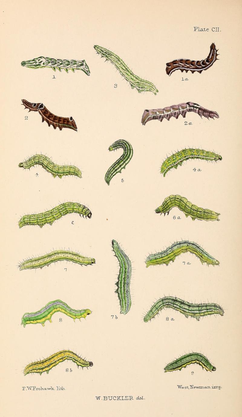 Buckler W The larvæ of the British butterflies and moths PlateCII
