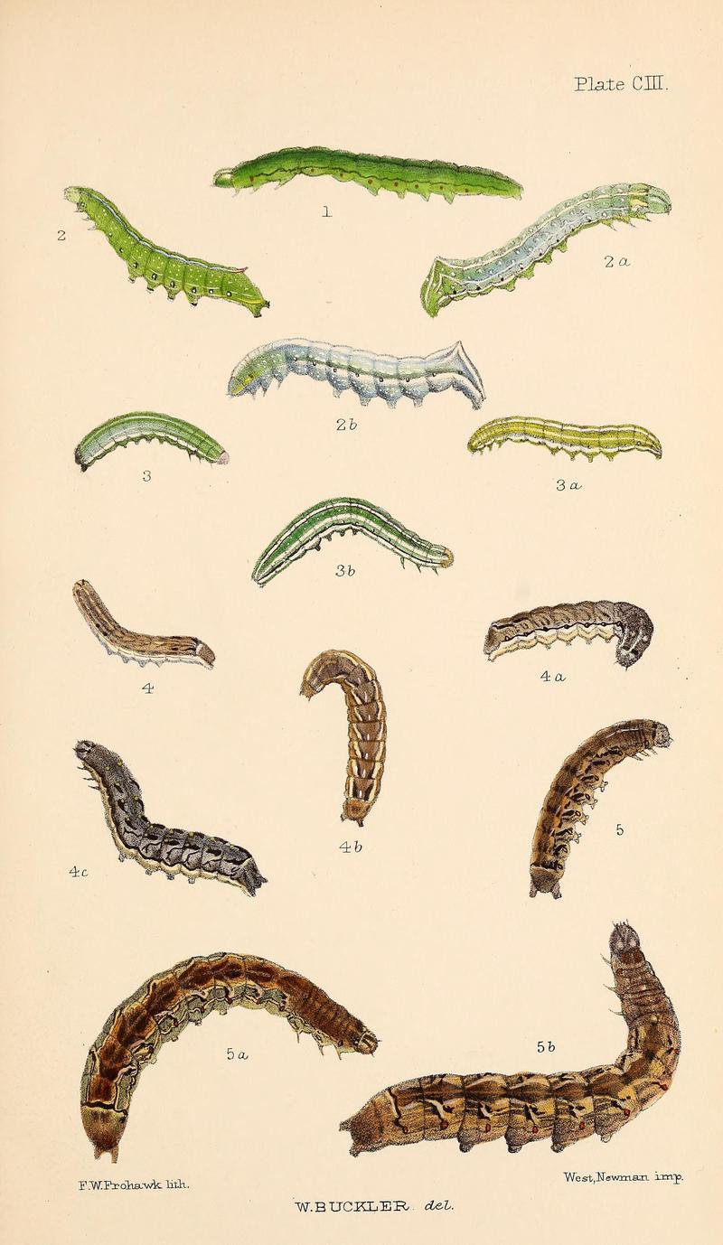 Buckler W The larvæ of the British butterflies and moths PlateCIII