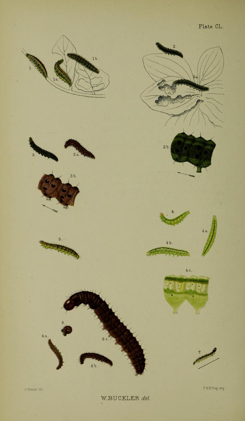 Buckler W The larvæ of the British butterflies and moths PlateCL